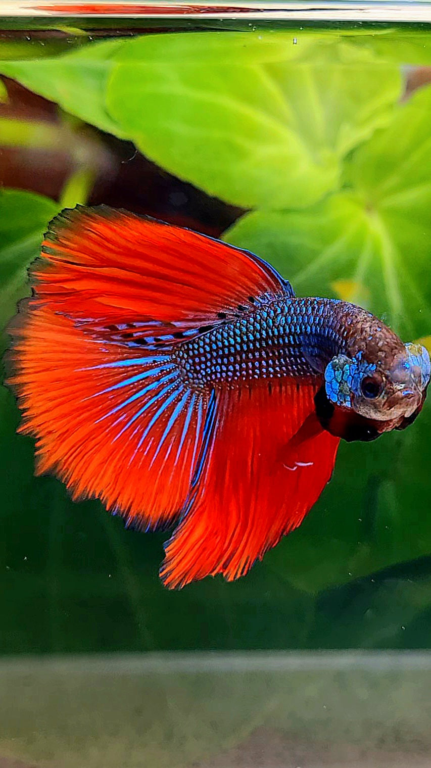 HALFMOON IMBELLIS RED BLUE HYBRID WILD BETTA FISH