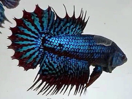 LUXURY CROWNTAIL PLAKAT ALIEN BLUE HYBRID WILD BETTA FISH