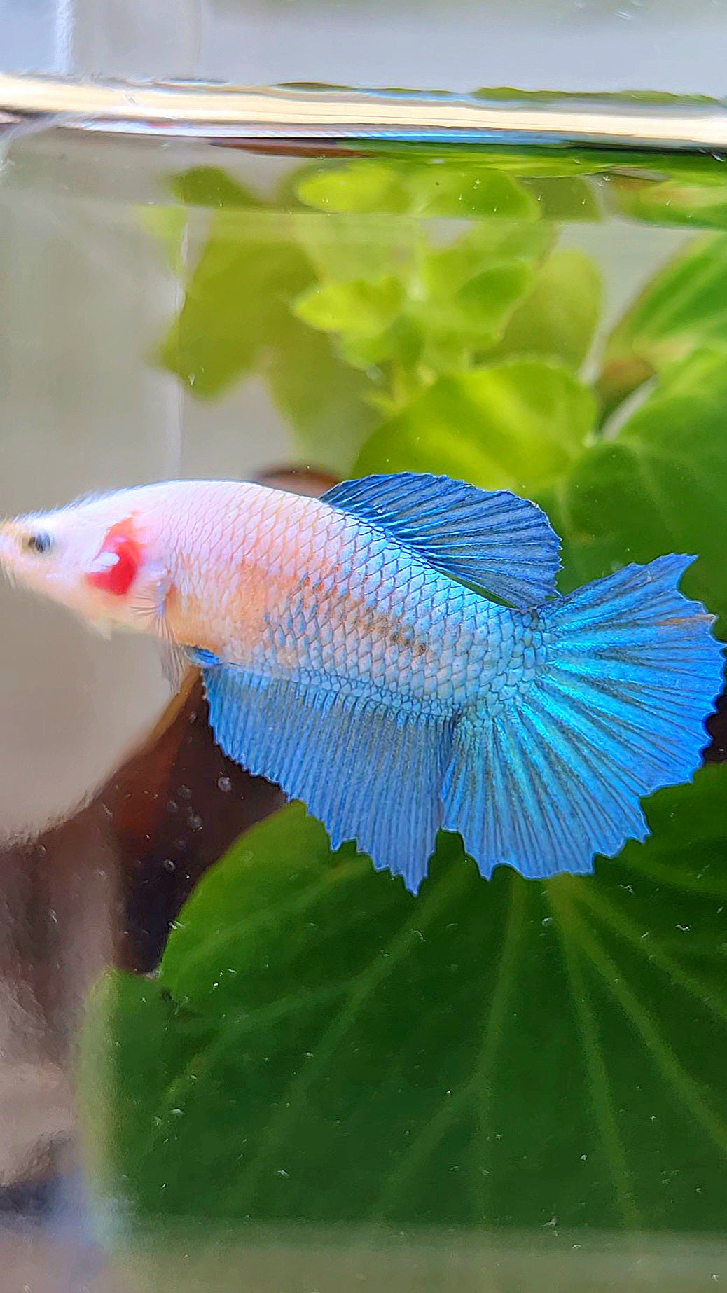 FEMALE HALFMOON BLUE WHITE FACE BETTA FISH