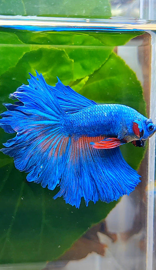 HALFMOON ROSETAIL BLUE FANCY ORANGE BETTA FISH