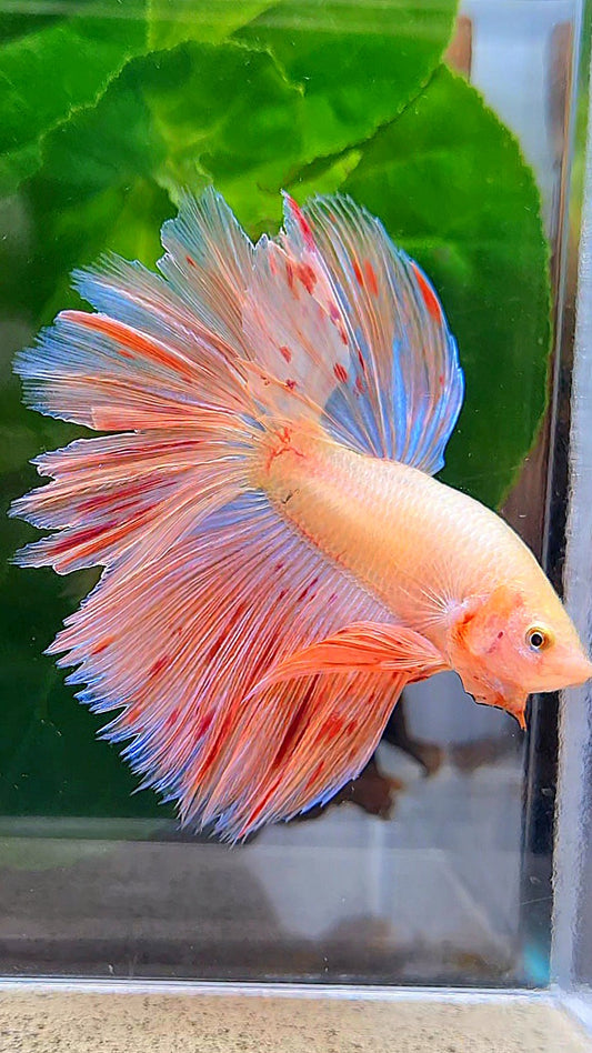 HALFMOON ROSETAIL PINK FLAMINGGO ARMAGEDDON BETTA FISH