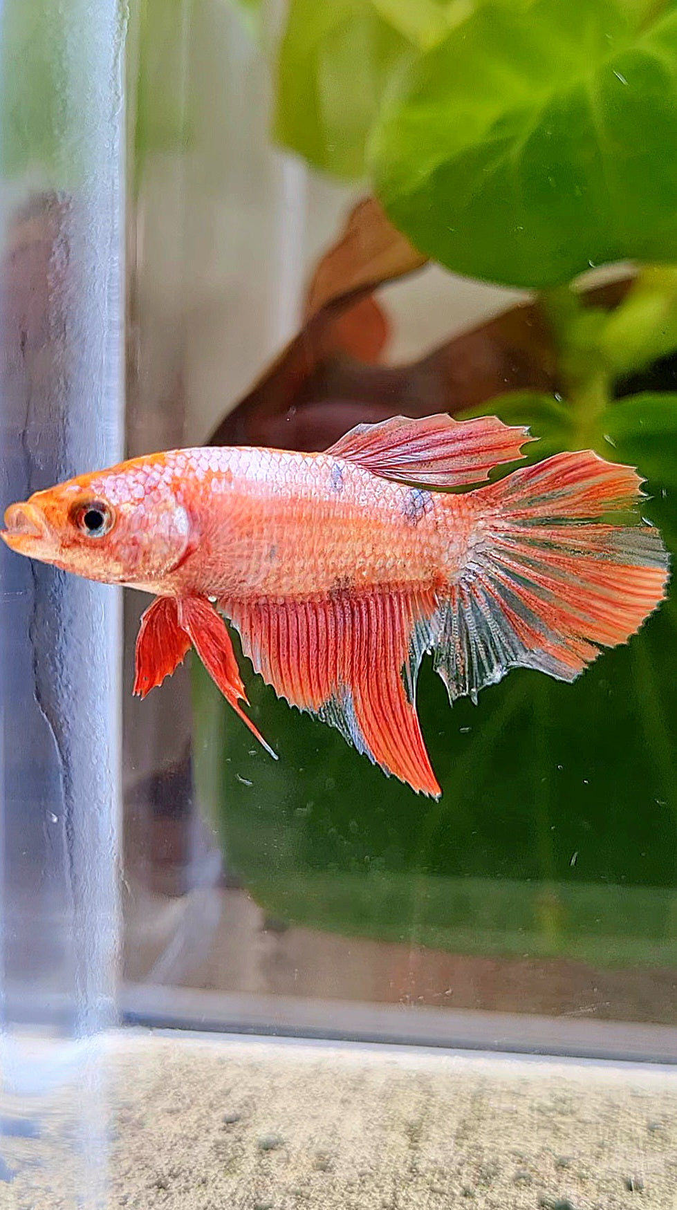 FEMALE HALFMOON RED COPPER FANCY BETTA FISH