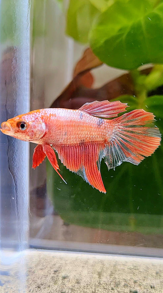 FEMALE HALFMOON RED COPPER FANCY BETTA FISH