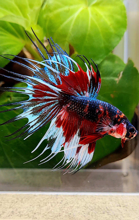 CROWNTAIL BLACK RED METALLIC MULTICOLOR BETTA FISH