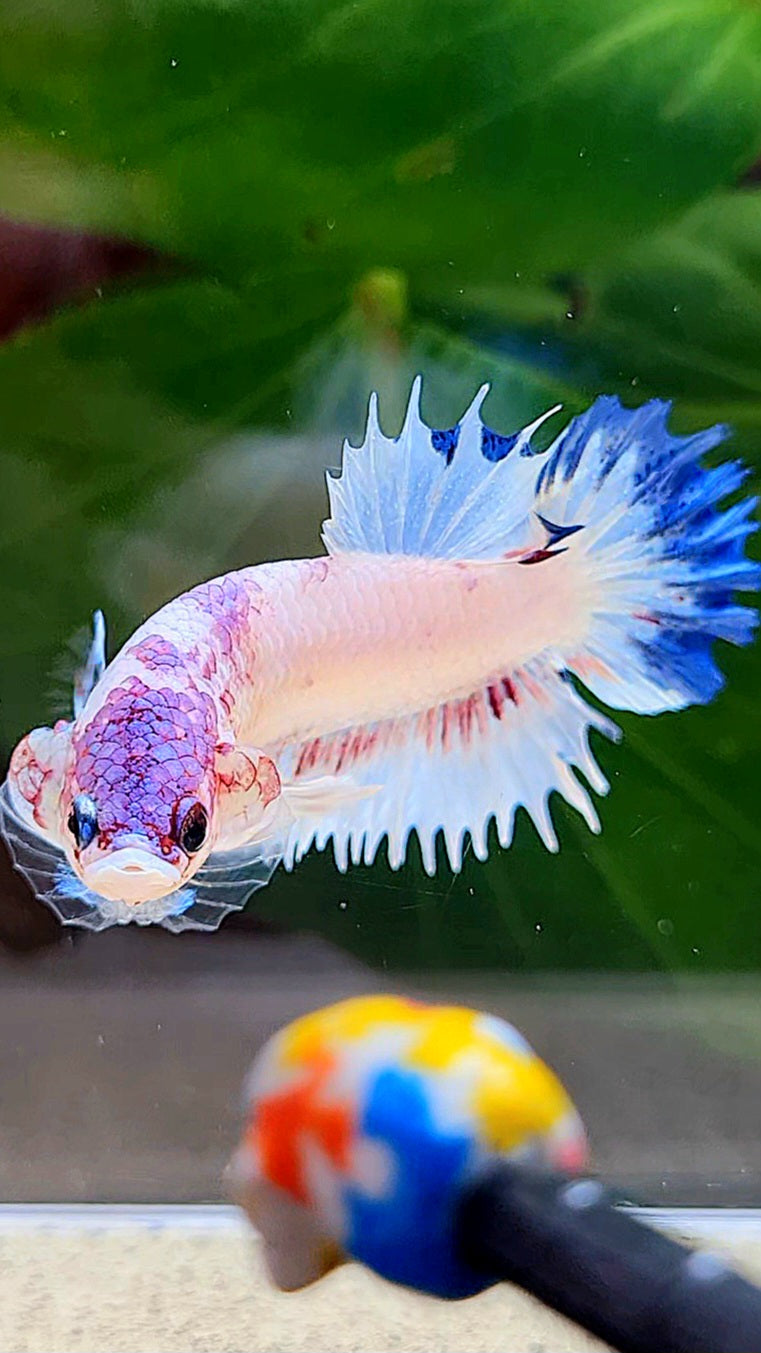 CROWNTAIL PLAKAT WHITE BLUE RIM FANCY BETTA FISH