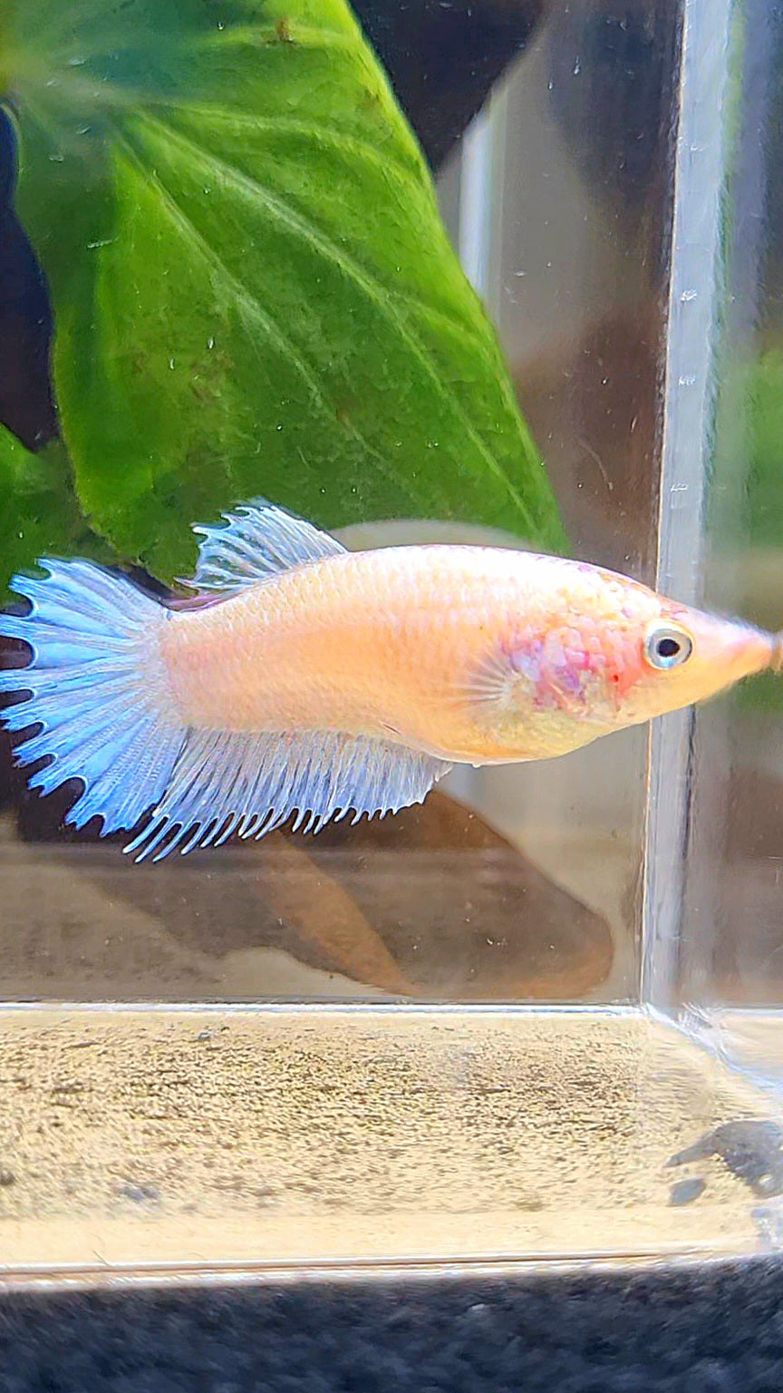 FEMALE CROWNTAIL PLAKAT WHITE CELLOPHANE BETTA FISH