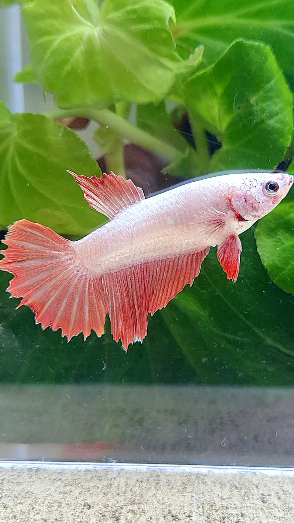 FEMALE HALFMOON RED DRAGON BETTA FISH