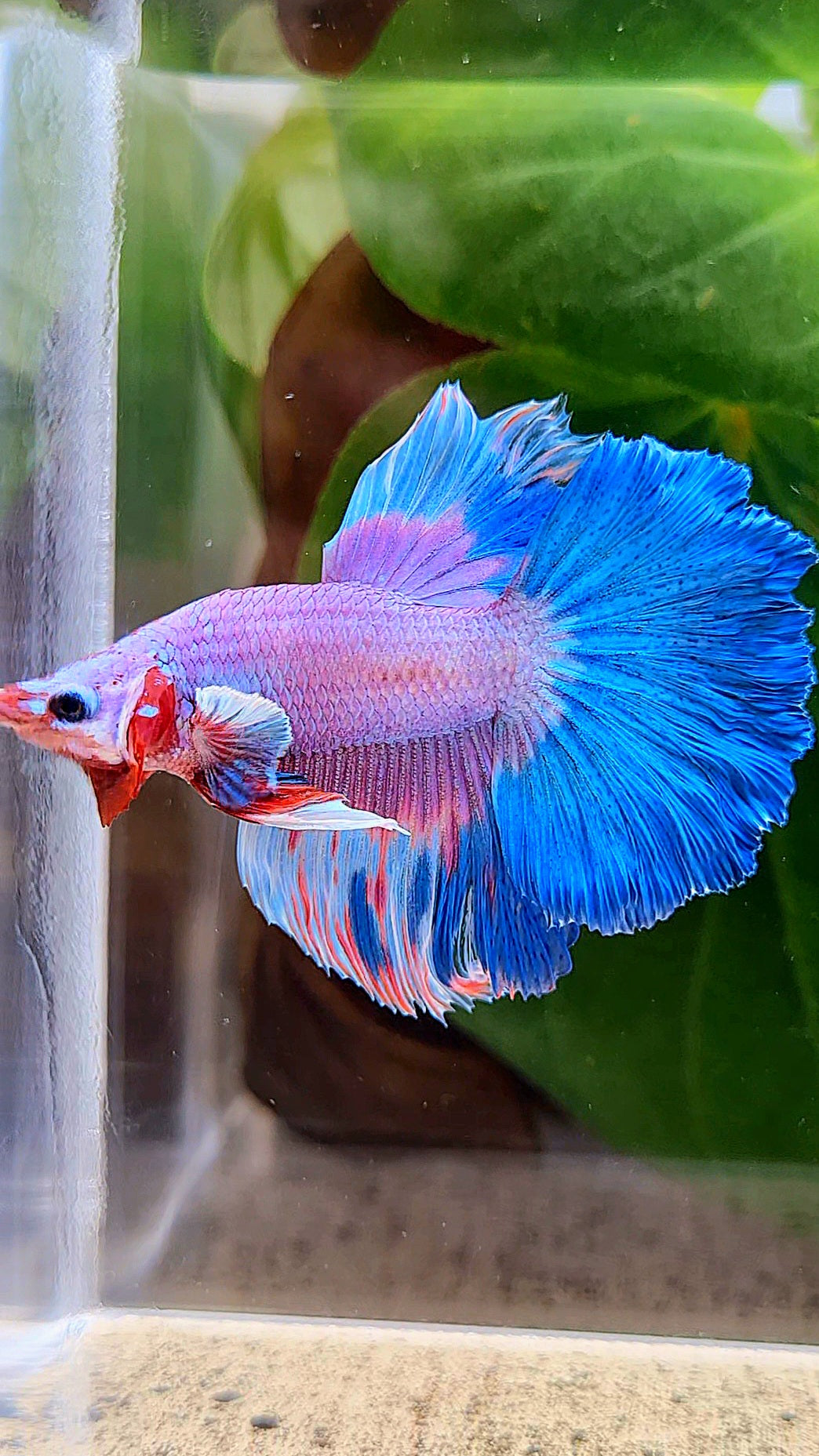 HALFMOON ROSETAIL PINK PURPLE BLUE RIM FLAMINGGO BETTA FISH