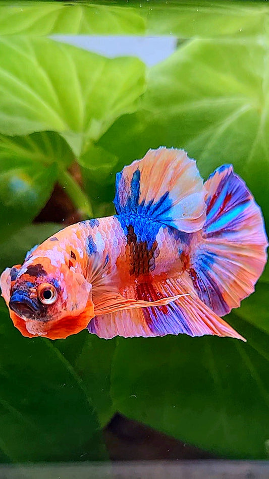 PLAKAT ORANGE PURPLE CANDY MULTICOLOR BETTA FISH
