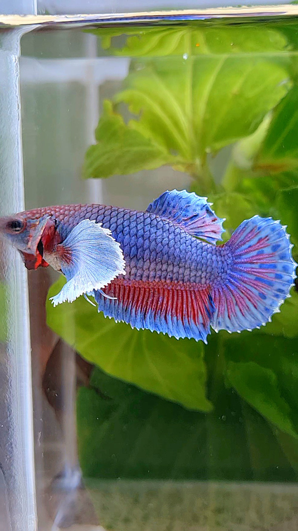 FEMALE PLAKAT SUPER DUMBO EAR BLUE PURPLE BETTA FISH