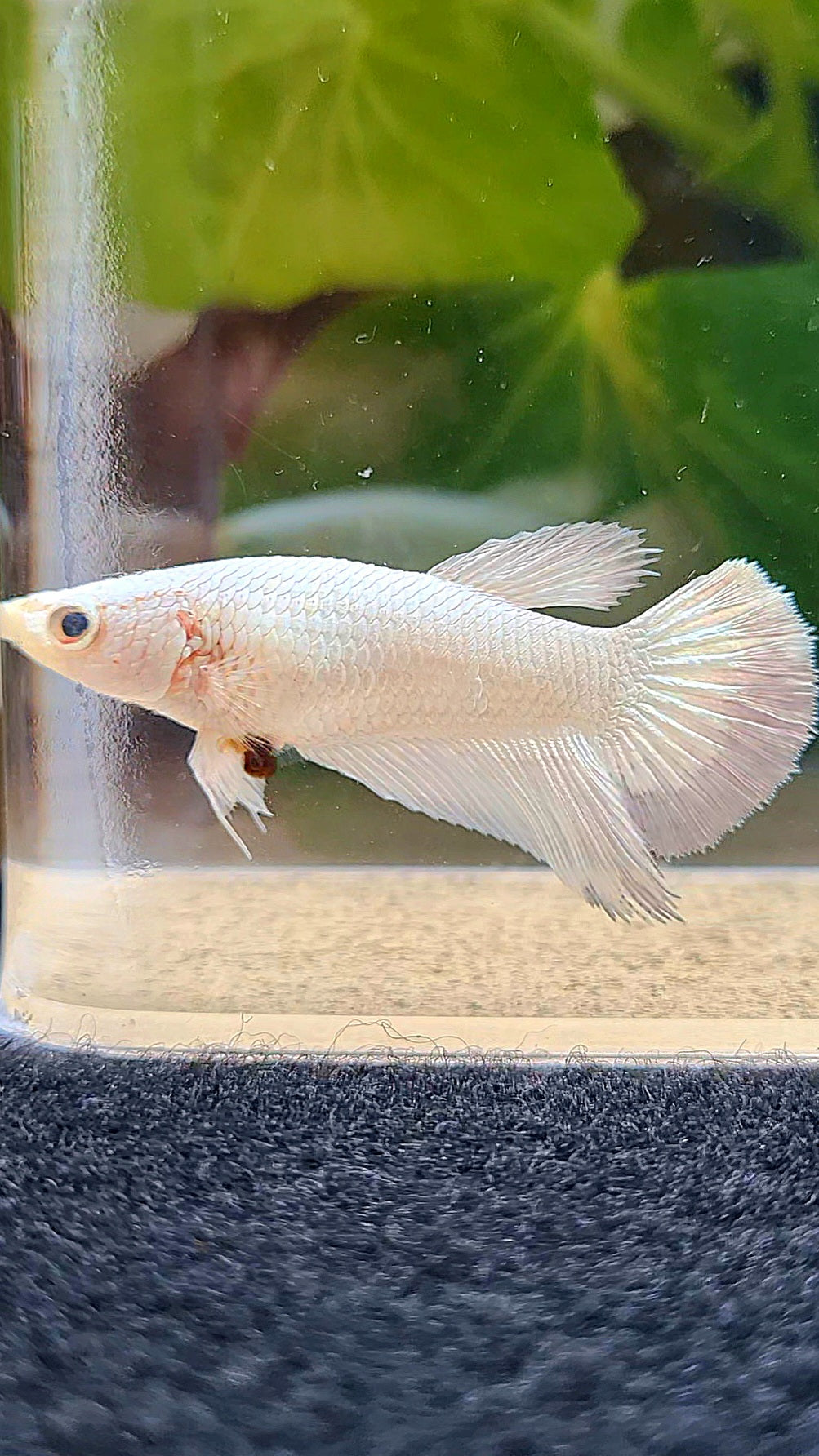 FEMALE HALFMOON COPPER RIM BETTA FISH