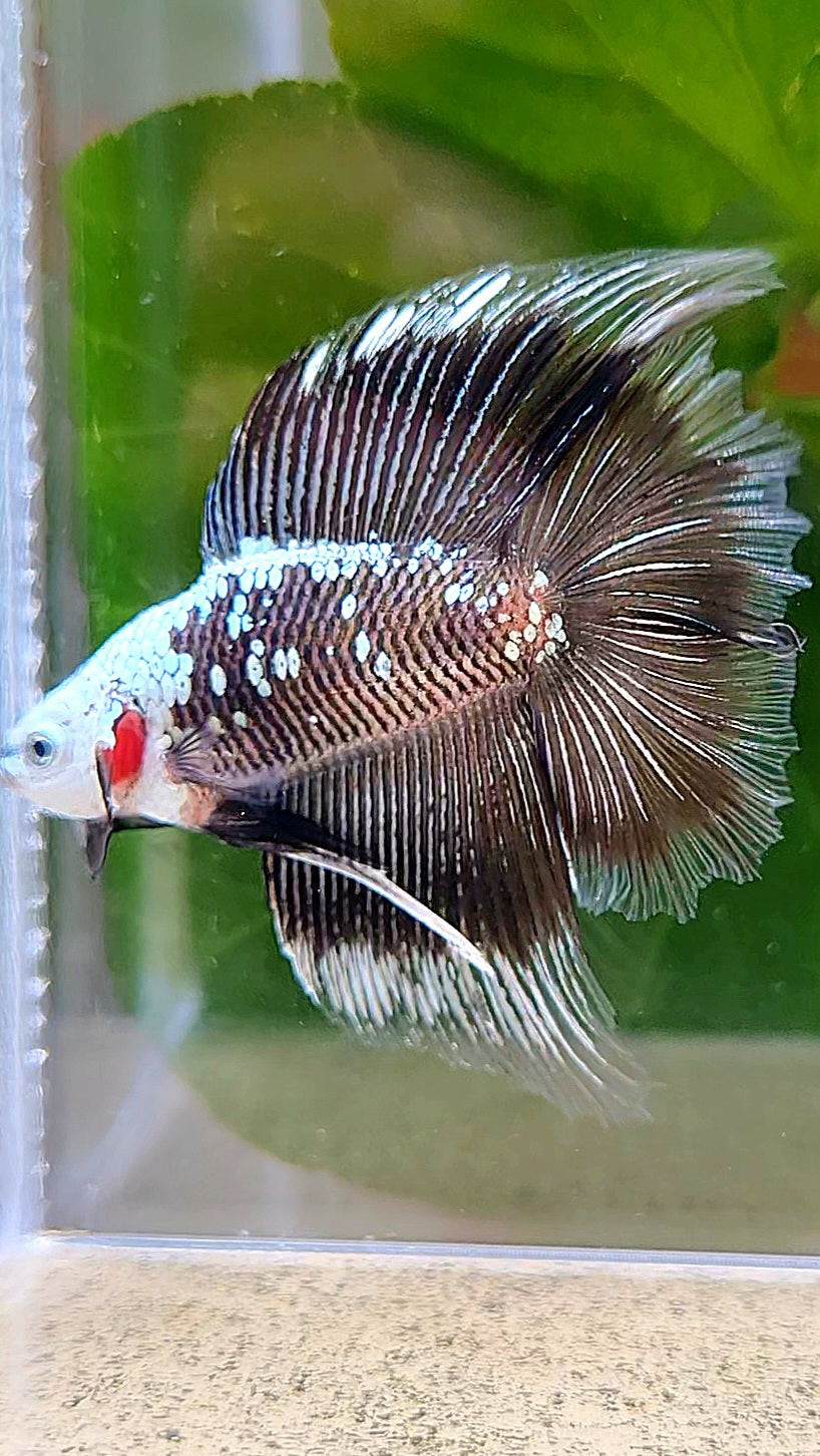 LUXURY HALFMOON DOUBLE TAIL BLACK MAMBA SNOW MASKING BETTA FISH