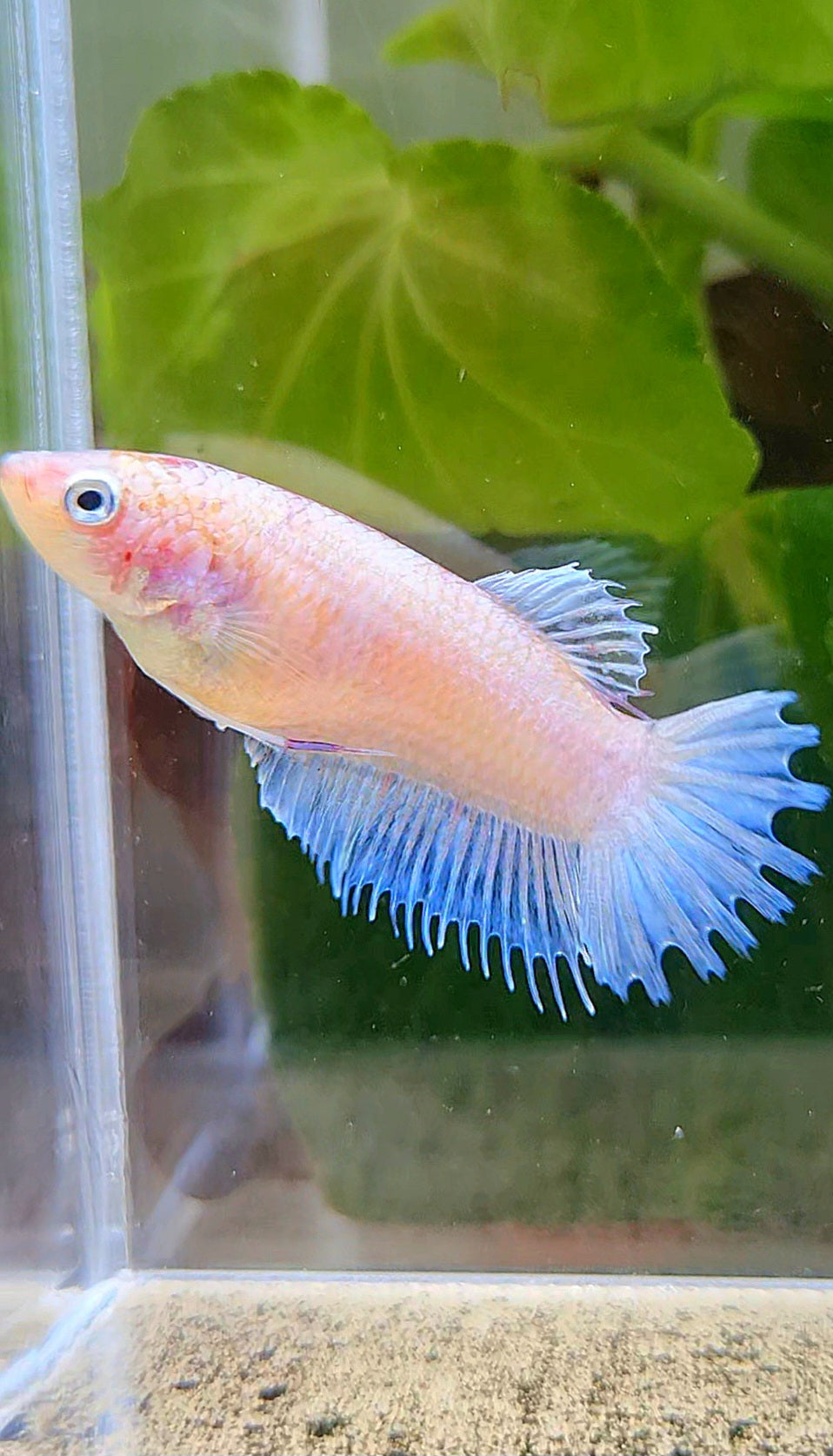 FEMALE CROWNTAIL PLAKAT WHITE CELLOPHANE BETTA FISH