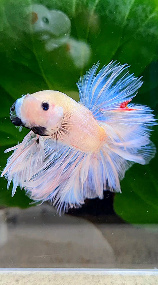 KING FEATHER TAIL HALFMOON WHITE CELLOPHANE TRANSPARENT BETTA FISH