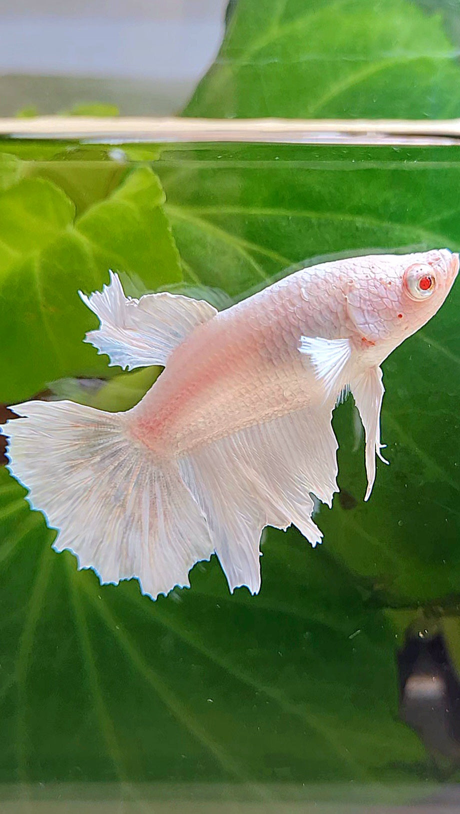 FEMALE HALFMOON WHITE BETTA FISH