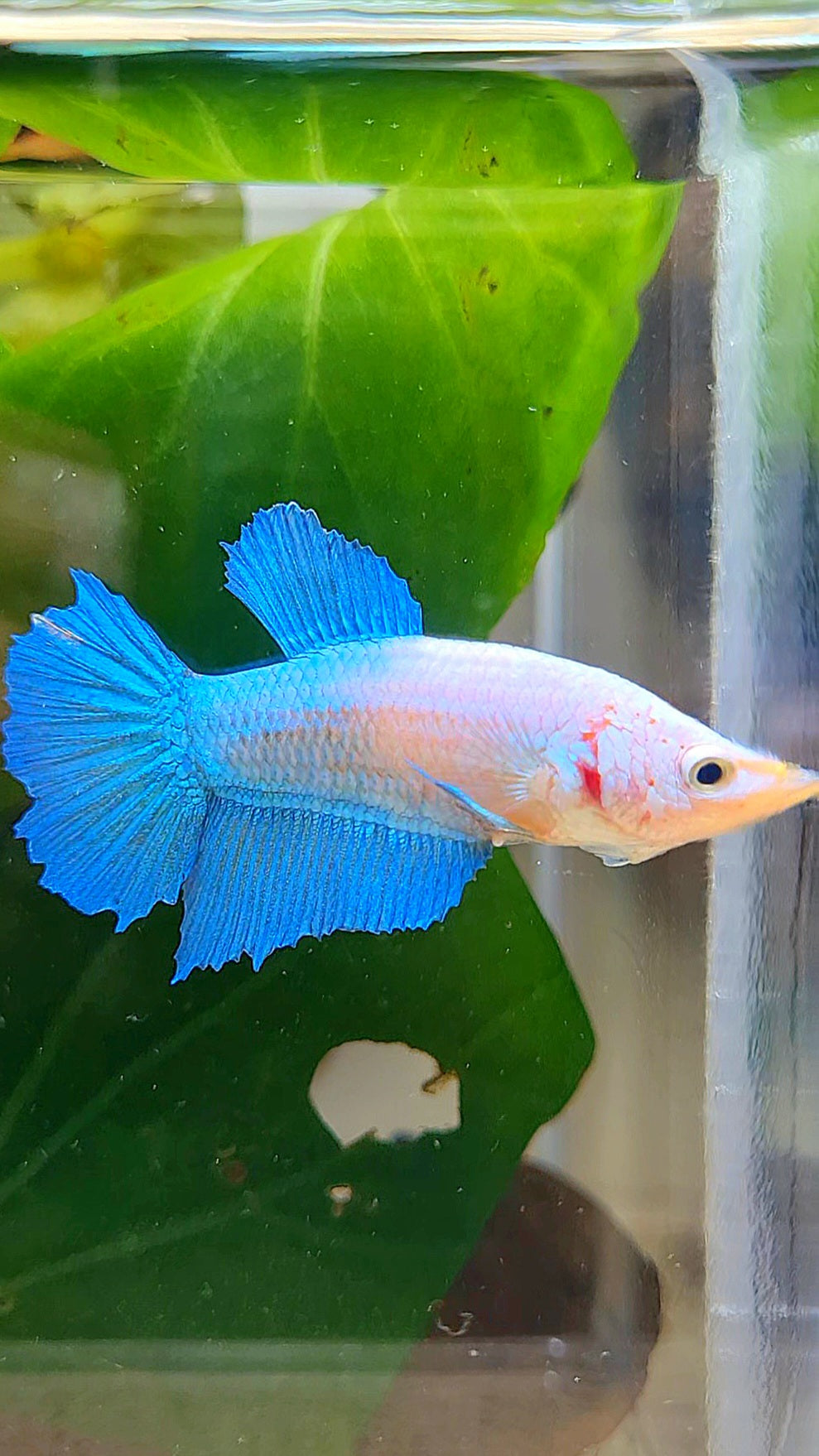 FEMALE HALFMOON BLUE WHITE FACE BETTA FISH