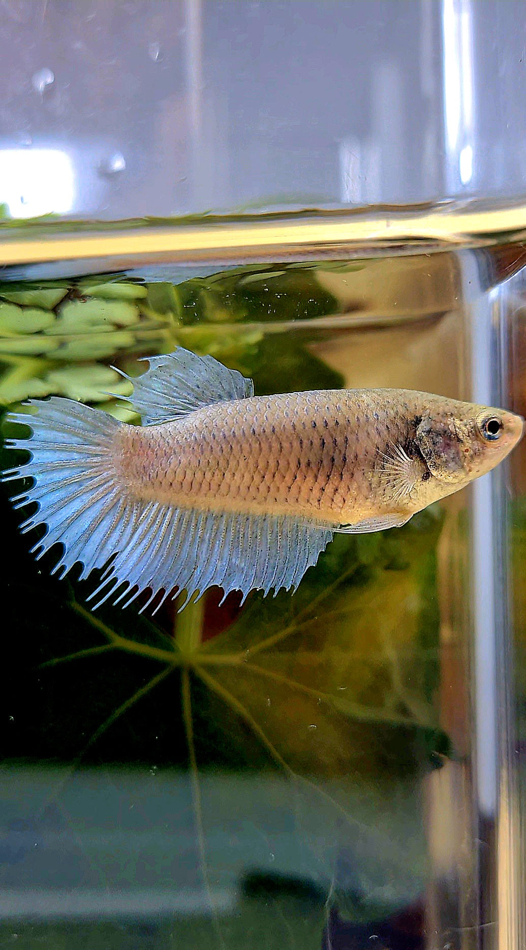 FEMALE CROWNTAIL BETTA FISH