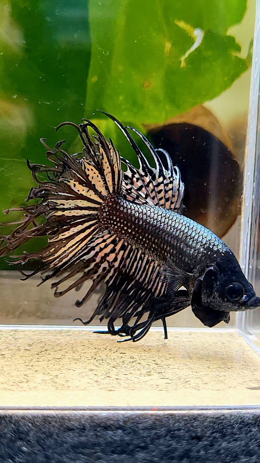 CROWNTAIL BLACK COPPER HYBRID WILD BETTA FISH