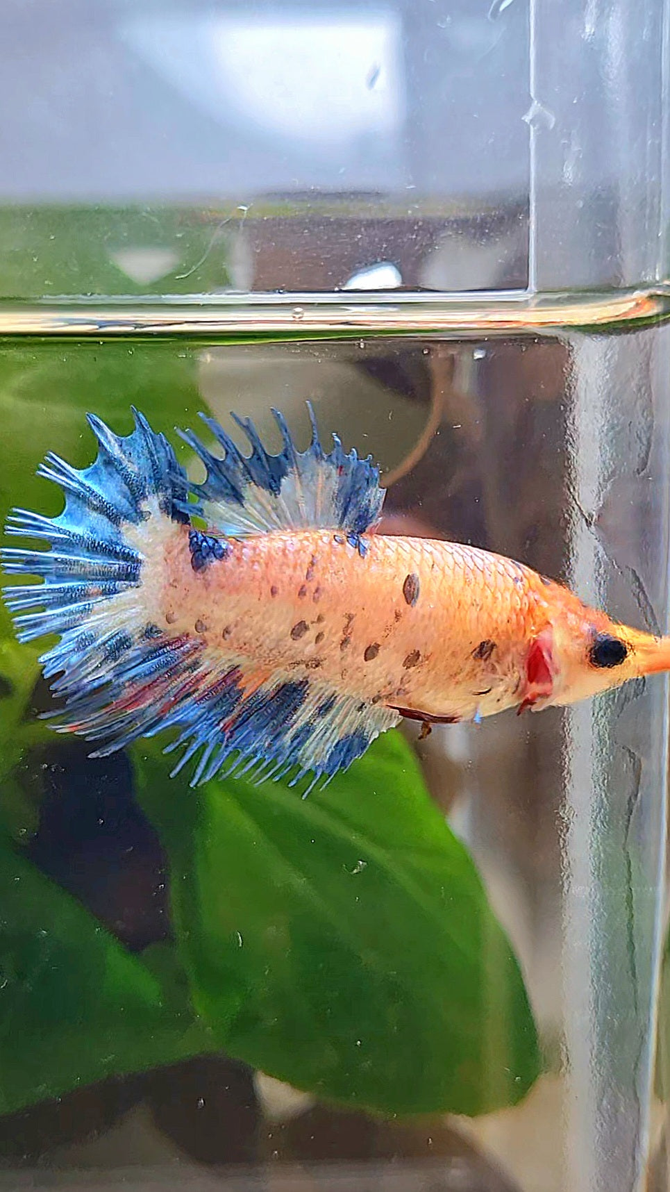 FEMALE CROWNTAIL CANDY BLUE DOTS MULTICOLOR BETTA FISH