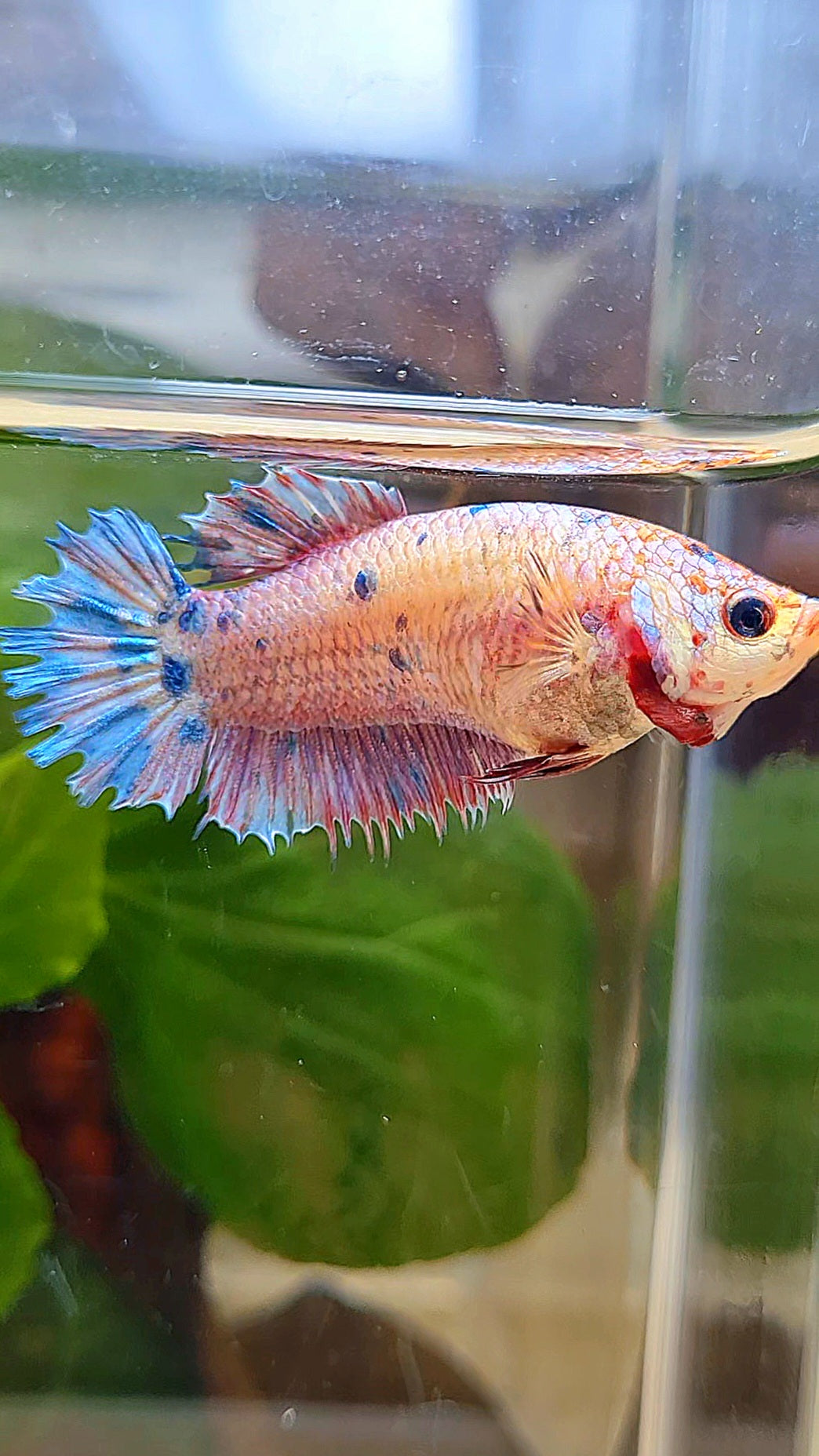 FEMALE CROWNTAIL PLAKAT CANDY MULTICOLOR BETTA FISH
