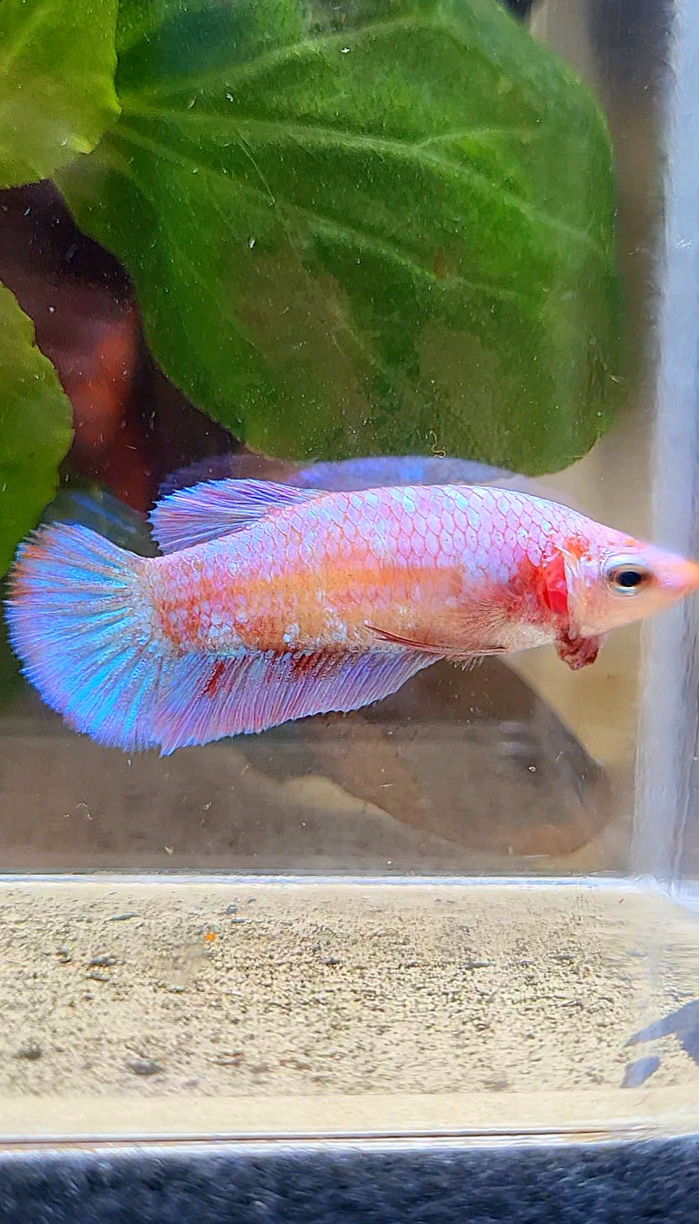 FEMALE PLAKAT RED PURPLE GALAXY RPG BETTA FISH