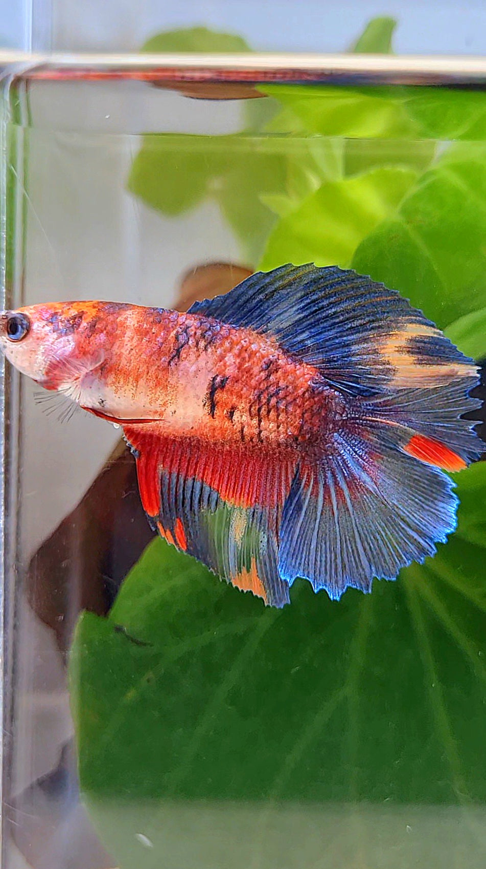 FEMALE HALFMOON DOUBLE TAIL RED KOI MULTICOLOR BETTA FISH