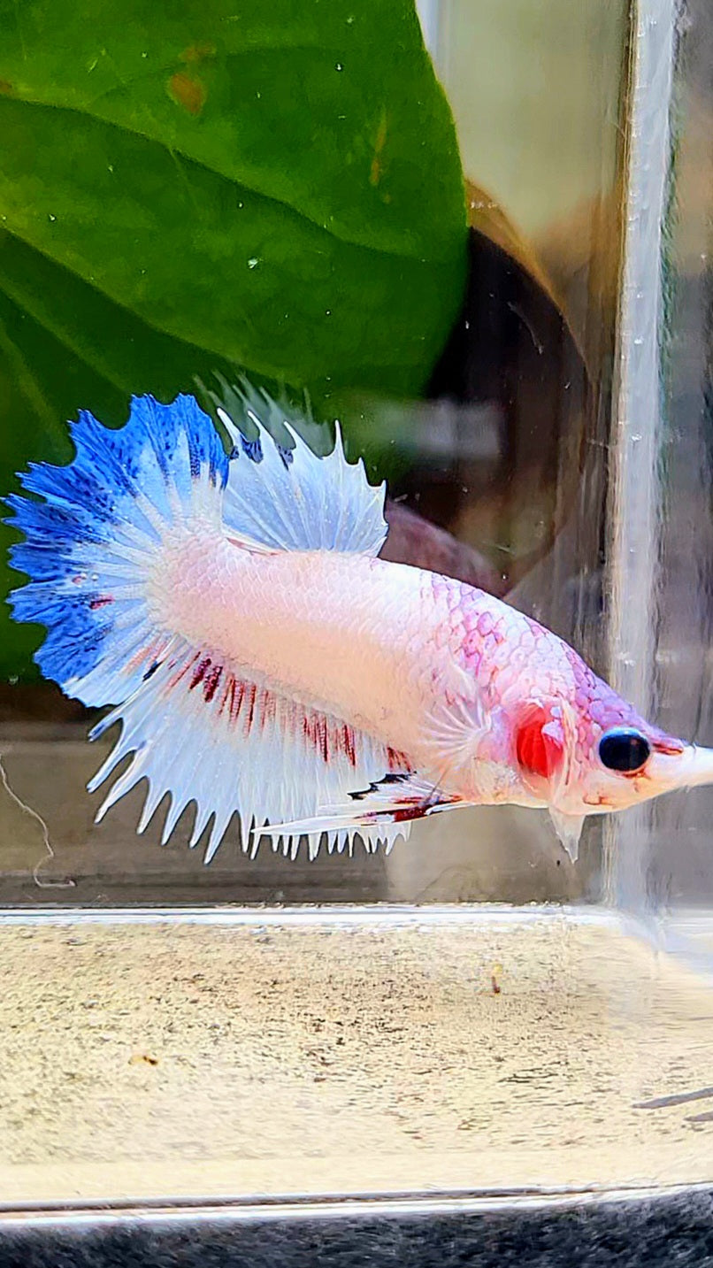 CROWNTAIL PLAKAT WHITE BLUE RIM FANCY BETTA FISH