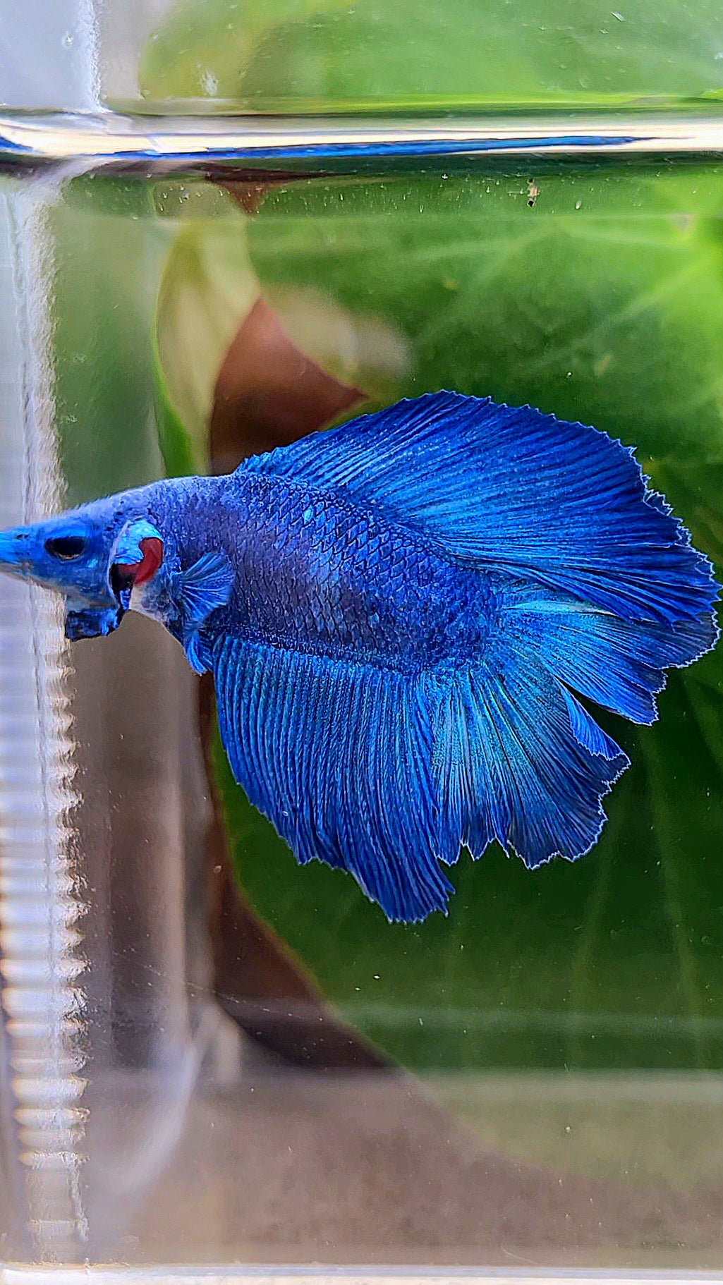 HALFMOON DOUBLE TAIL BLUE BETTA FISH