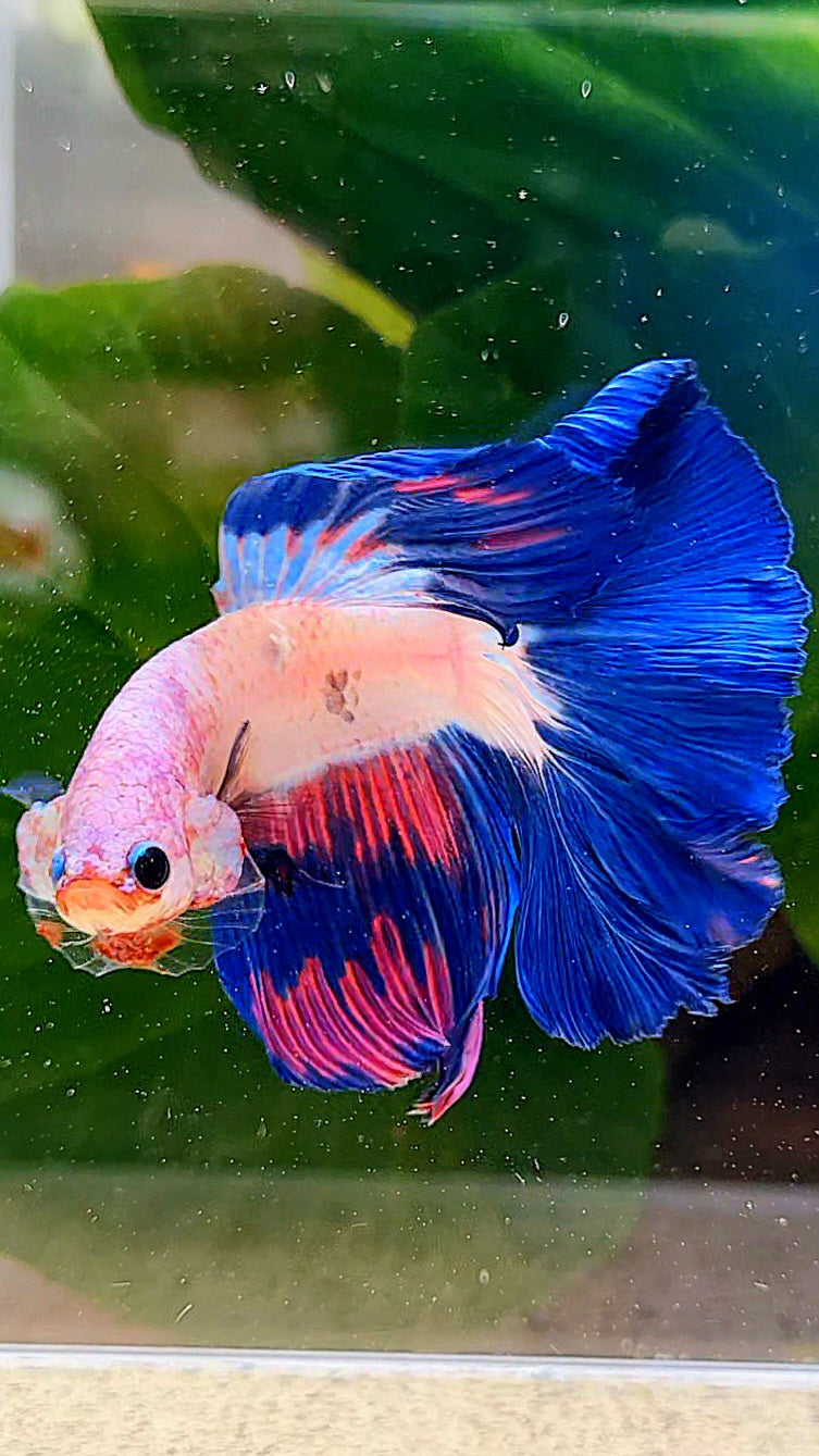 HALFMOON ROSETAIL PINK FANCY FLAMINGGO BLUE RIM BETTA FISH