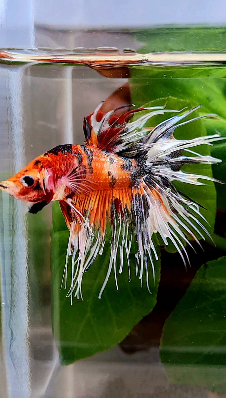 CROWNTAIL ORANGE COPPER TIGER MULTICOLORBETTA FISH