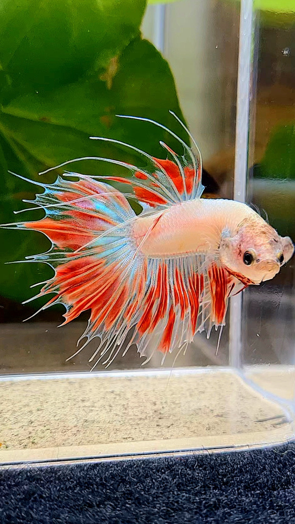 CROWNTAIL ARMAGEDDON FIRE BETTA FISH