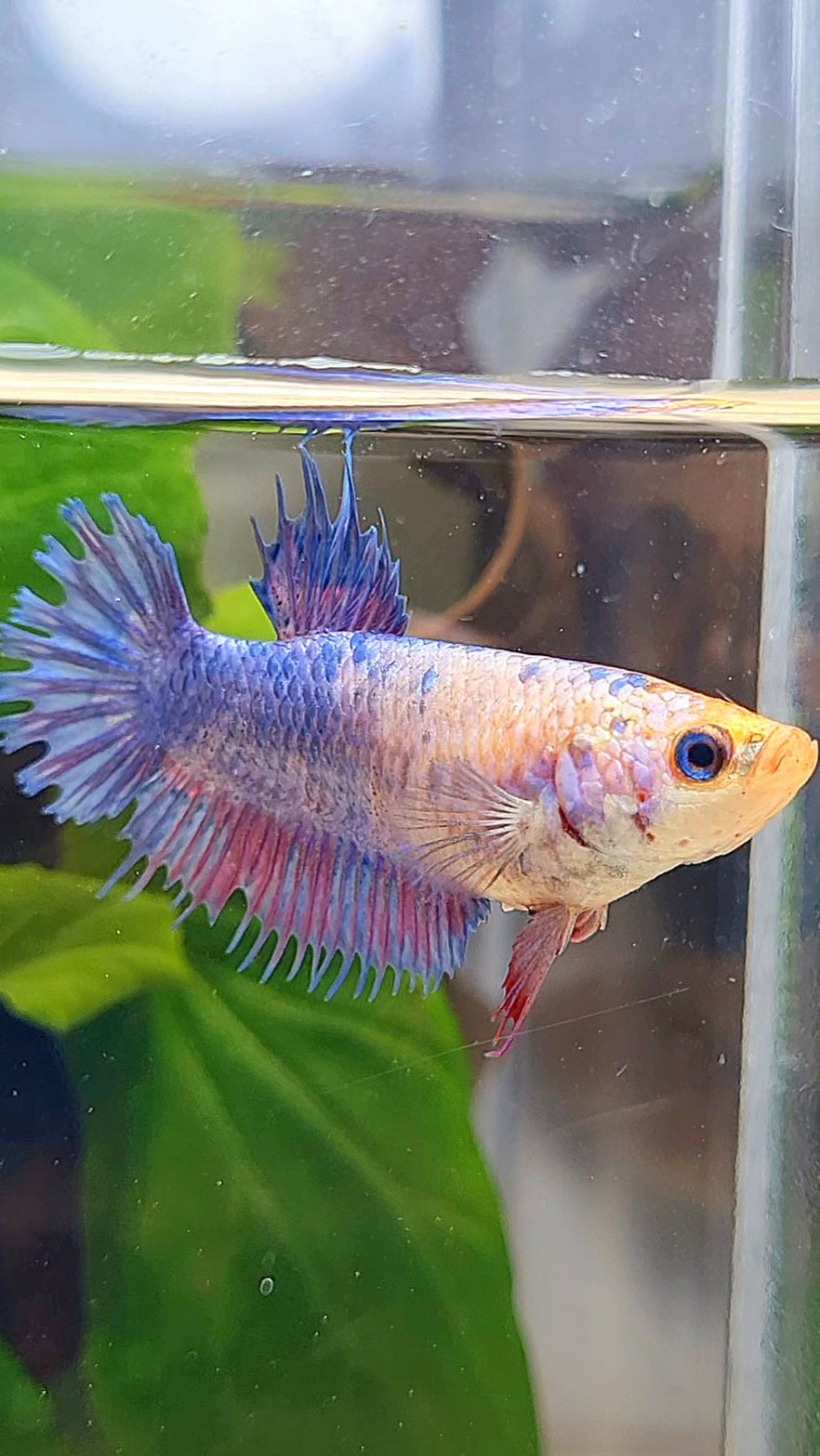 FEMALE CROWNTAIL PLAKAT PURPLE FANCY BETTA FISH