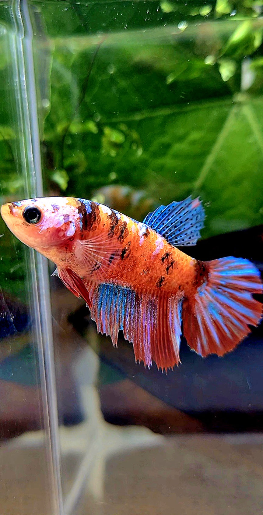 FEMALE HALFMOON RED GALAXY MULTICOLOR BETTA FISH