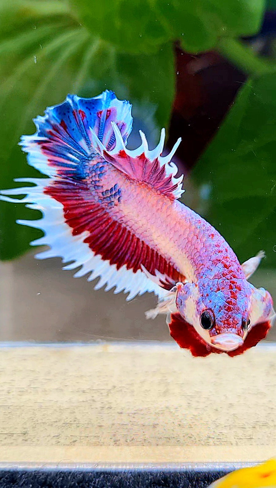 CROWNTAIL PLAKAT PINK FANCY FLAMINGGO BUTTERFLY BETTA FISH