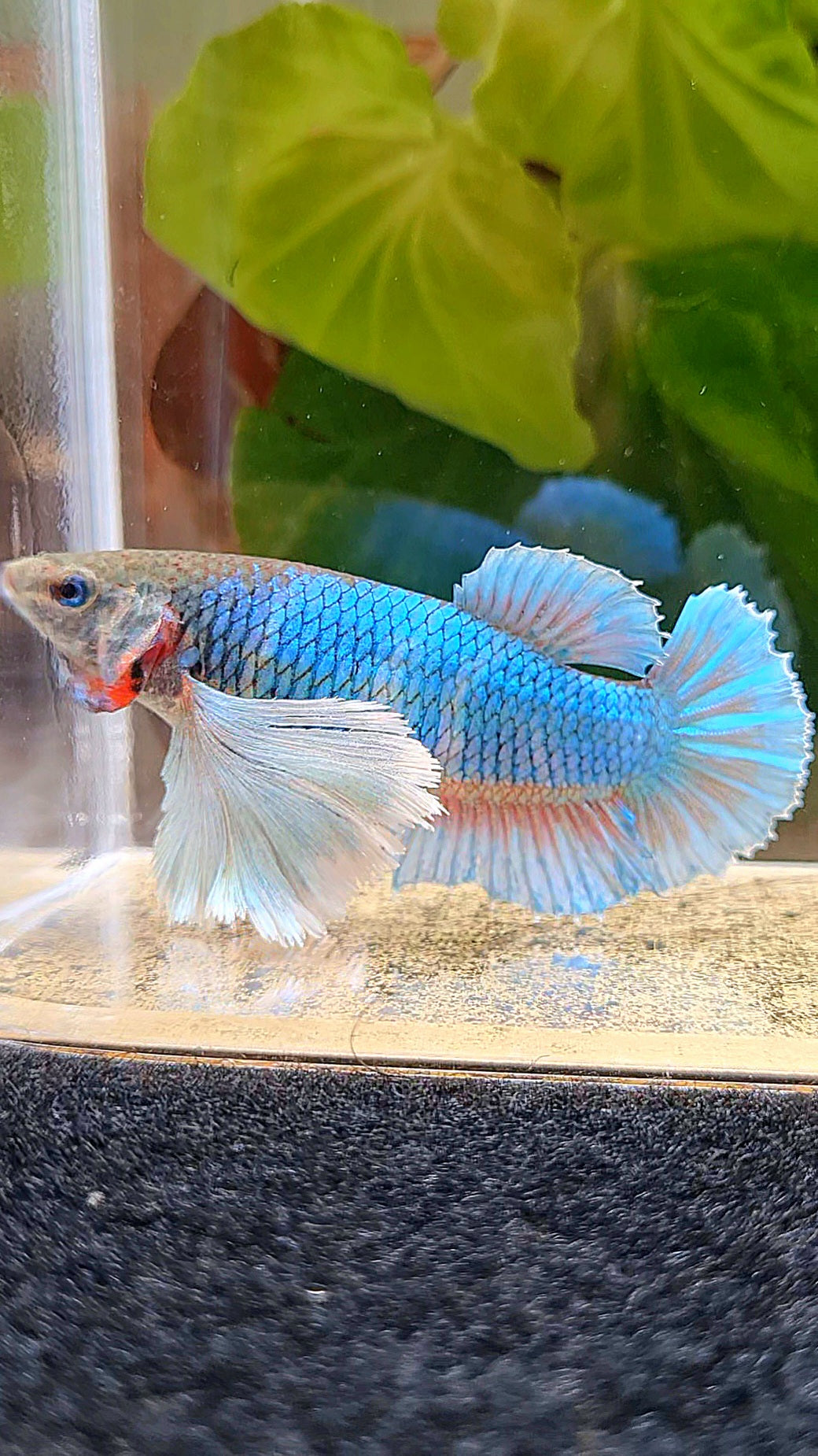 FEMALE PLAKAT SUPER DUMBO EAR GREEN BLUE TURQUOISE BETTA FISH