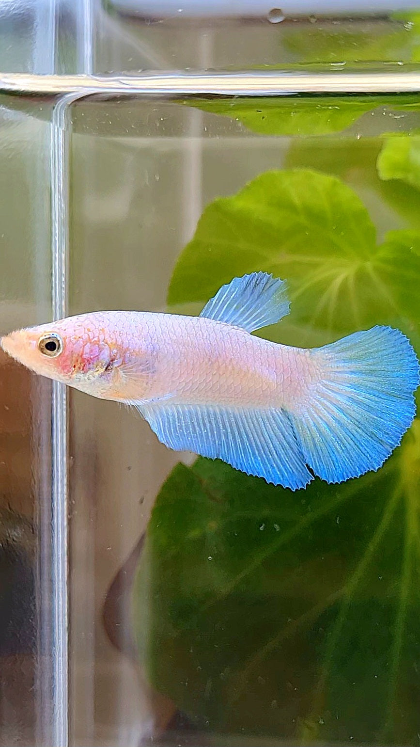 FEMALE HALFMOON BLUE RIM BETTA FISH