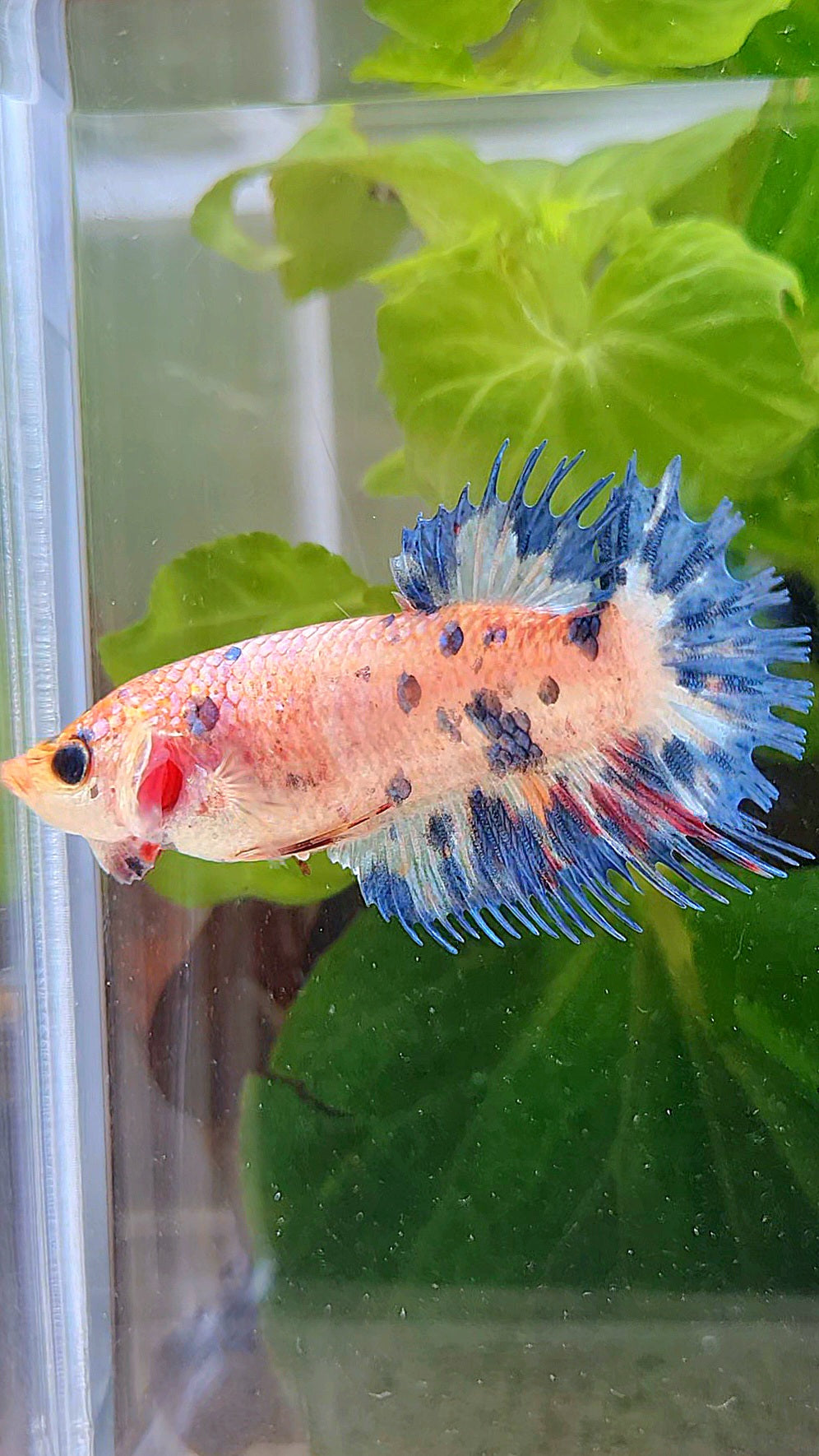 FEMALE CROWNTAIL CANDY BLUE DOTS MULTICOLOR BETTA FISH