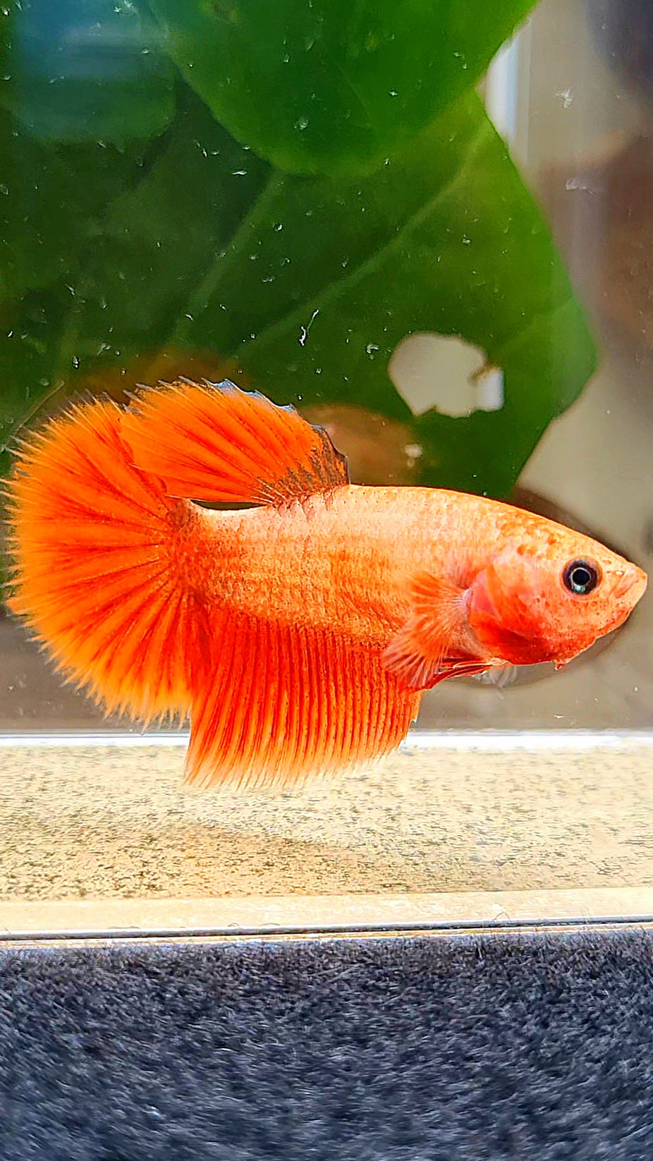 FEMALE HALFMOON RED BETTA FISH