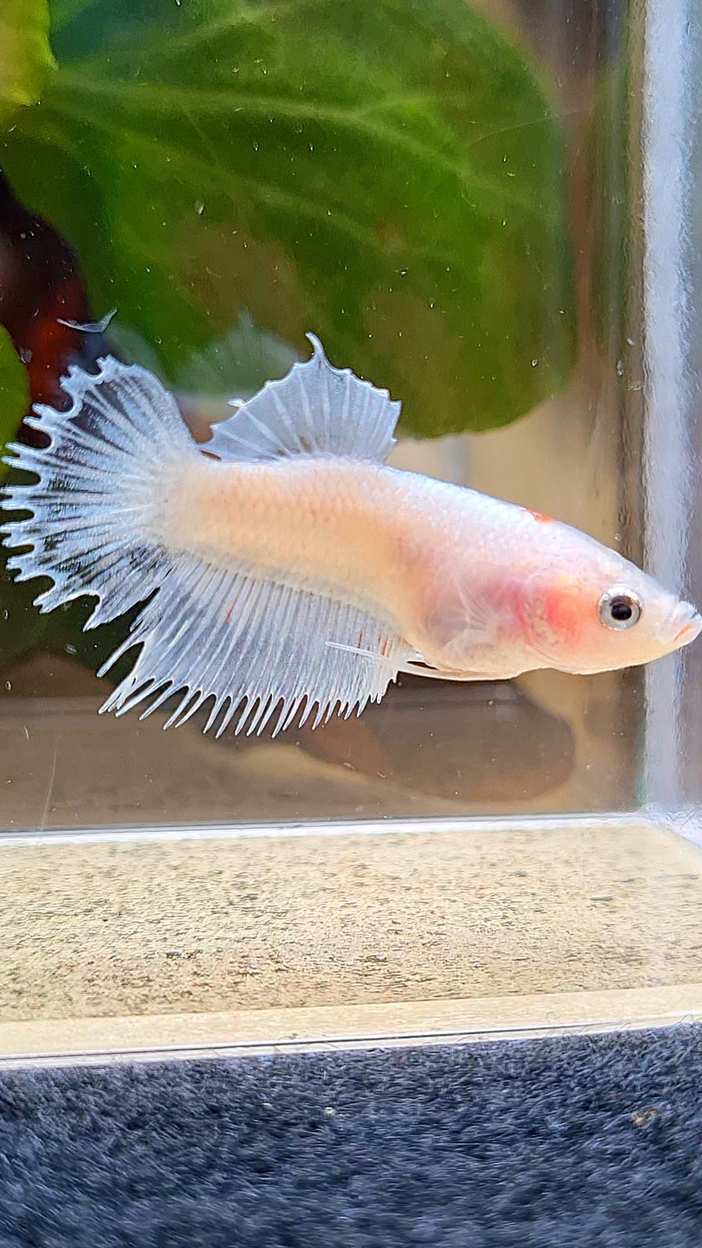 FEMALE CROWNTAIL PLAKAT WHITE CELLOPHANE BETTA FISH