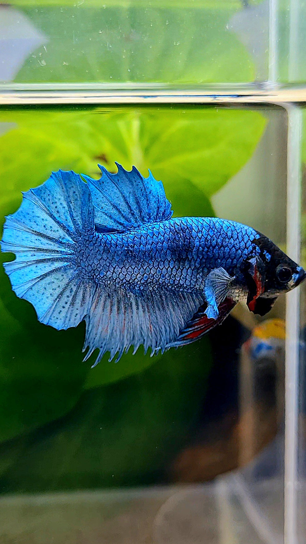 CROWNTAIL PLAKAT STEEL BLUE BLACK FACE BETTA FISH