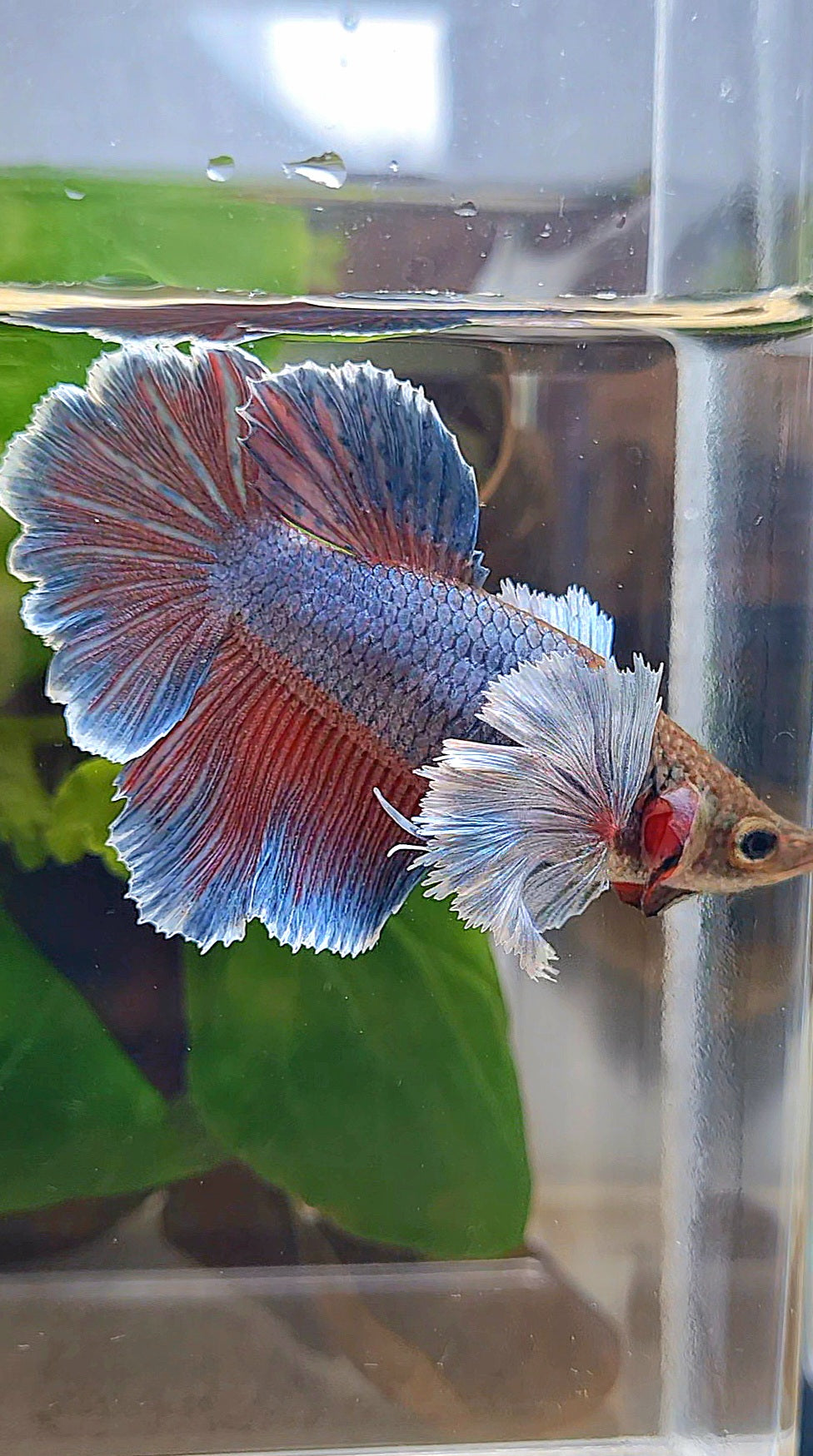 FEMALE HALFMOON ROSETAIL SUPER DUMBO EAR PURPLE BETTA FISH