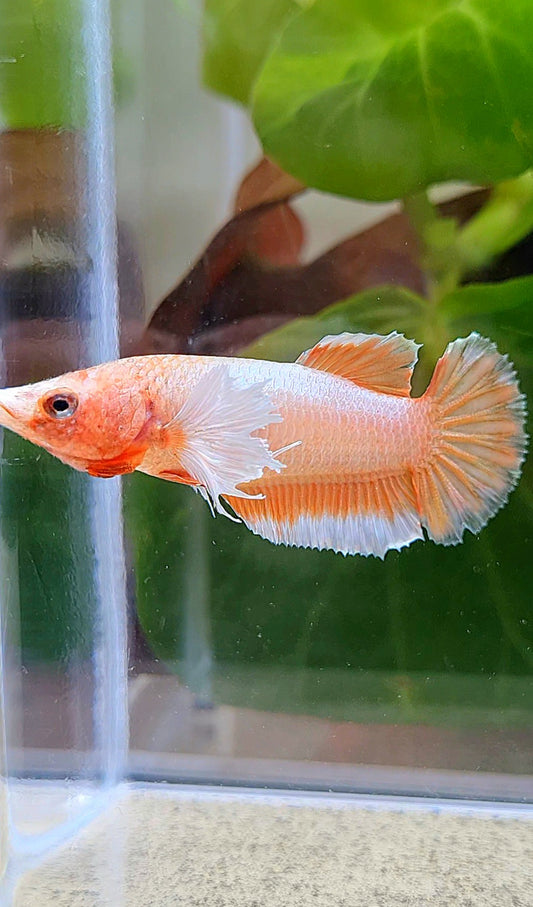 FEMALE HALFMOON DUMBO EAR ORANGE BETTA FISH
