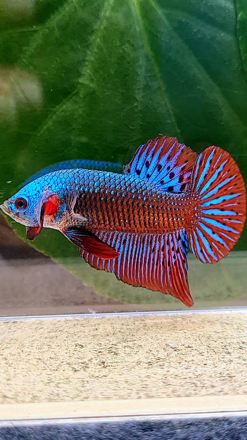 PLAKAT ALIEN BLUE GREEN HYBRID WILD BETTA FISH