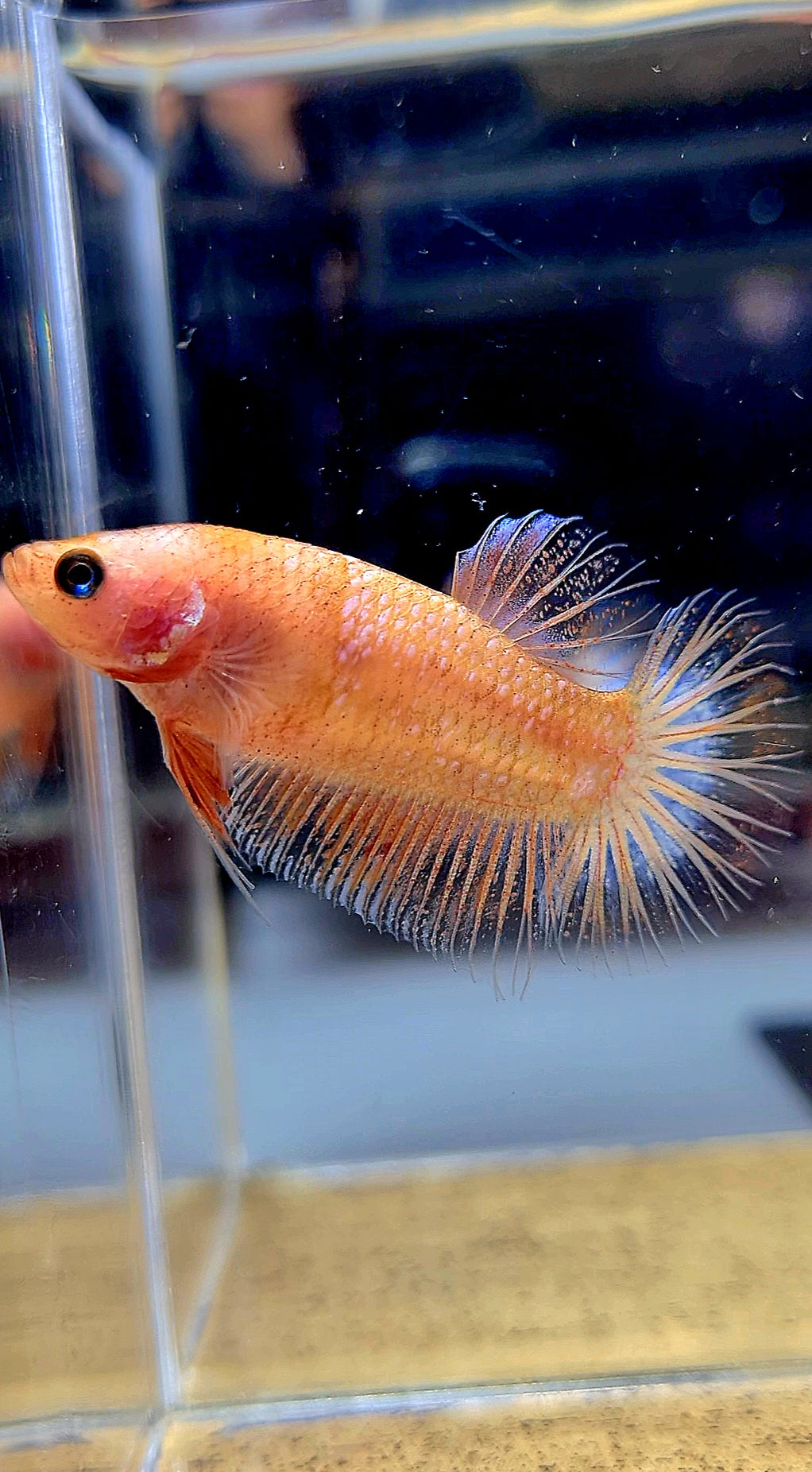 FEMALE PLAKAT CELLOPHANE TRANSPARENT BETTA FISH