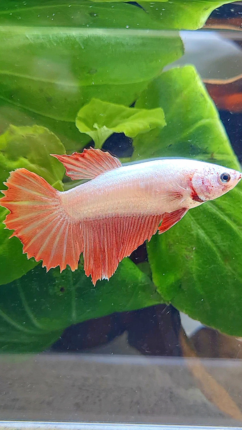 FEMALE HALFMOON RED DRAGON BETTA FISH