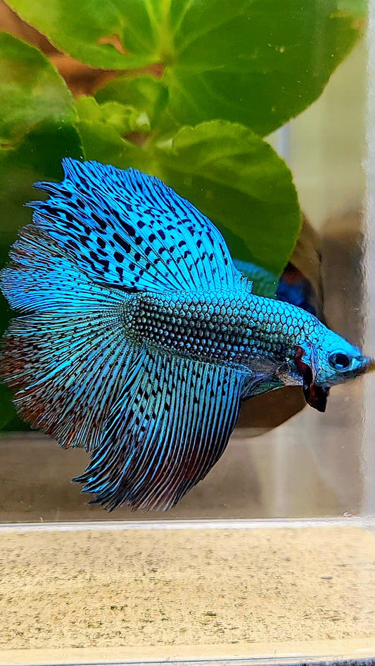 LUXURY HALFMOON DOUBLE TAIL ROSETAIL ALIEN GREEN HYBRID WILD BETTA FISH