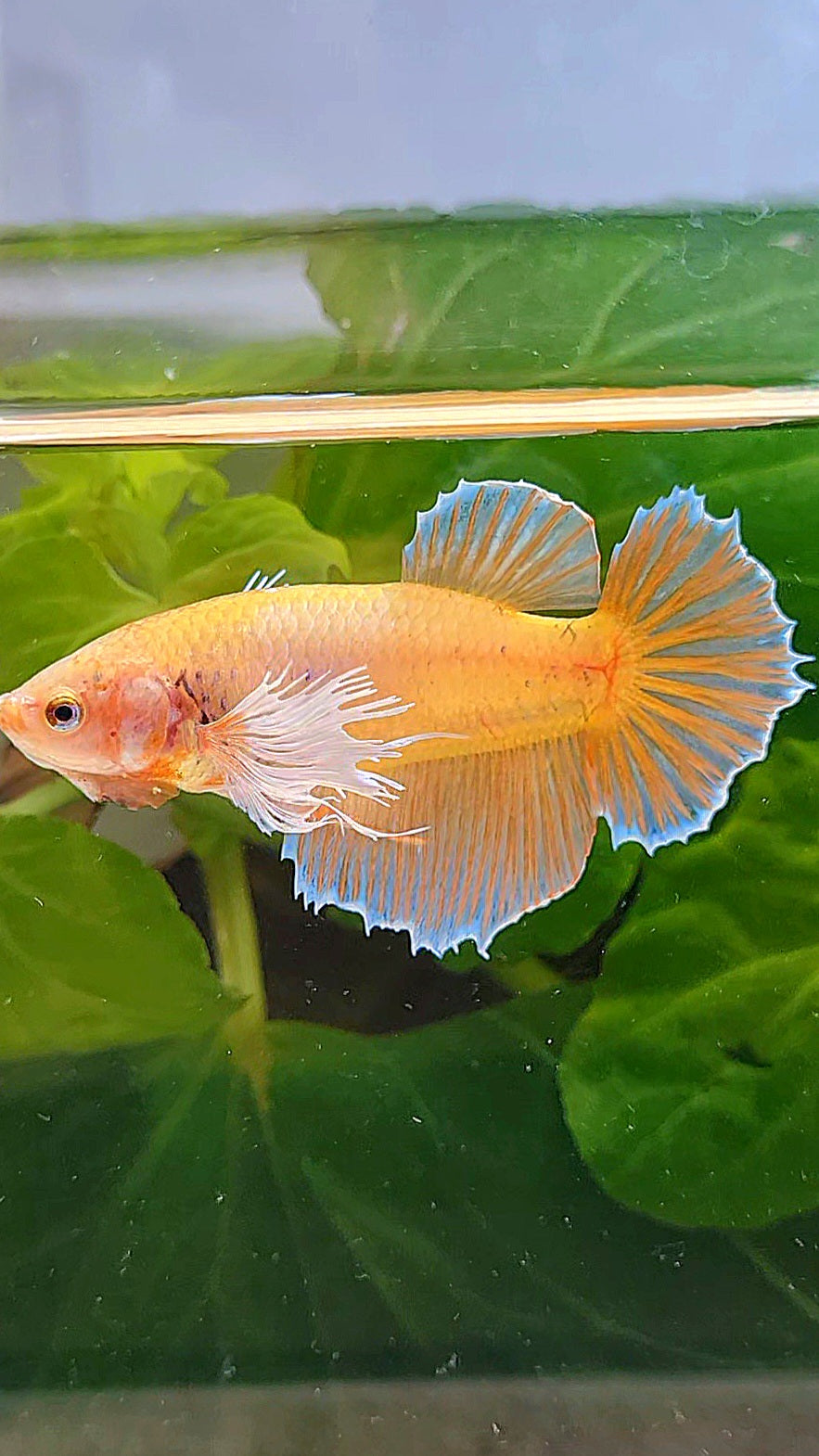 FEMALE HALFMOON DUMBO EAR ORANGE BETTA FISH