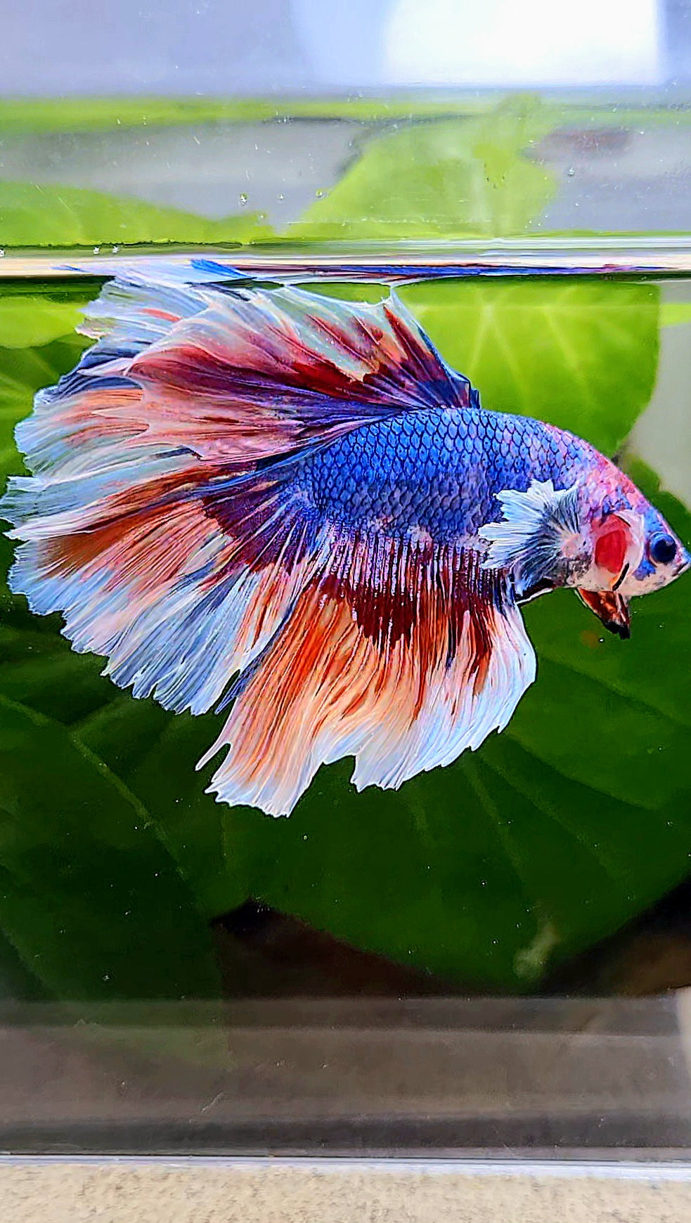 XL HALFMOON ROSETAIL BIG EAR BLUE FANCY MULTICOLOR BETTA FISH