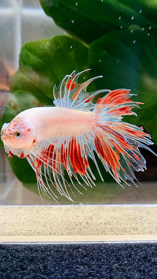 CROWNTAIL ARMAGEDDON BETTA FISH