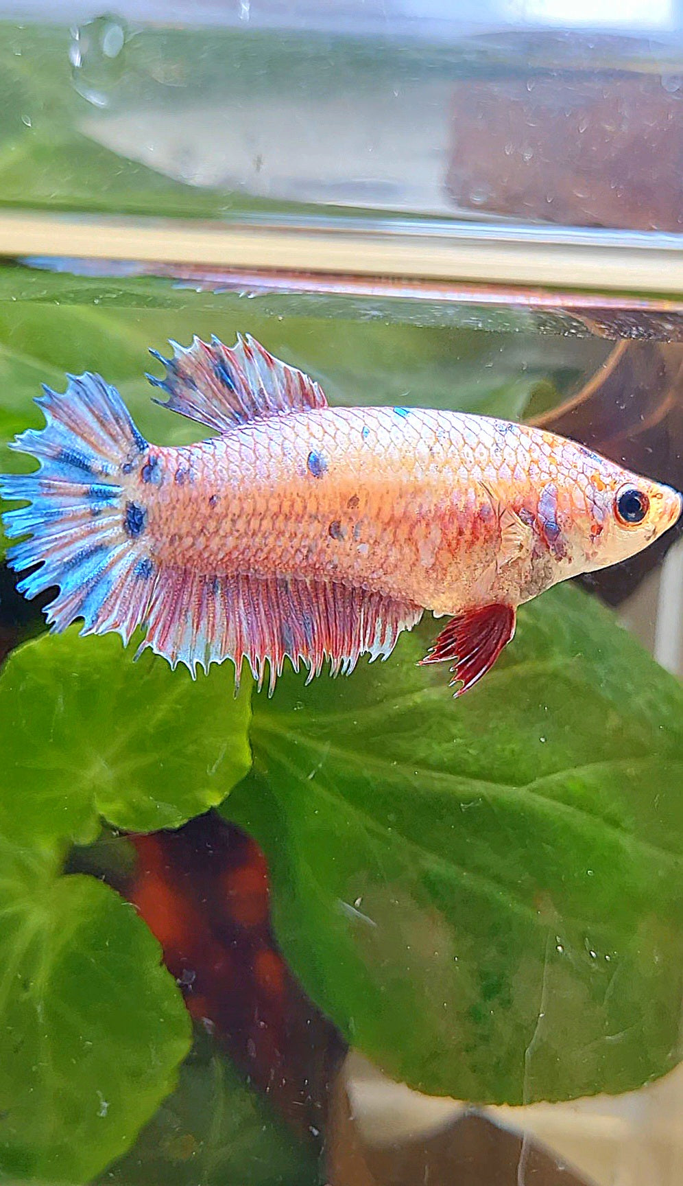 FEMALE CROWNTAIL PLAKAT CANDY MULTICOLOR BETTA FISH
